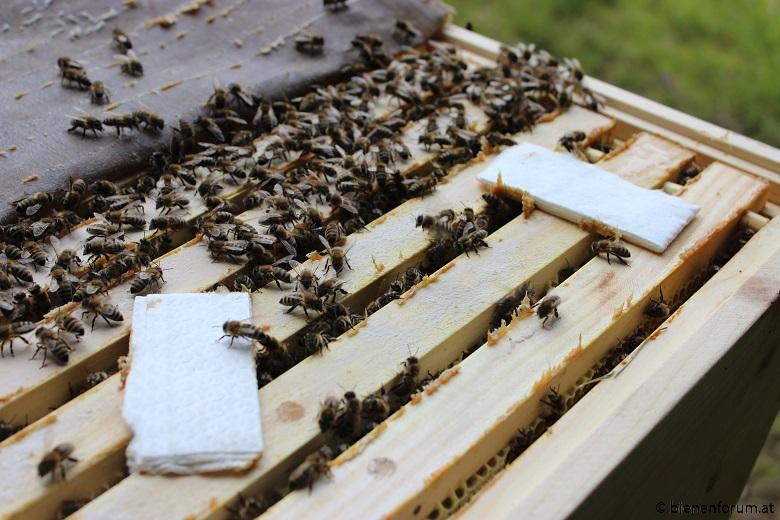 Bienenwiege Varroa Behandlung