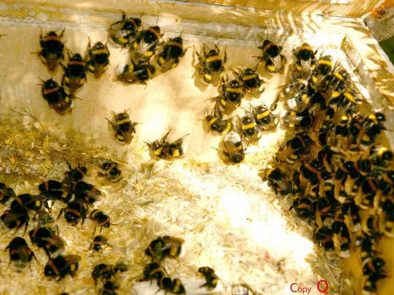 Hummeln sind auch Bienen