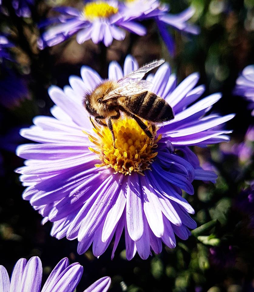 Bienenforum Bienenforum