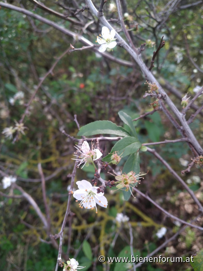 Schwarzdorn, Schlehe (Prunus spinosa) Blüte am 24. September 2022