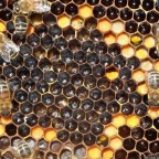 honeybee-eggs-larvae.jpg