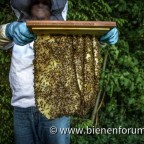 doofe Bienen