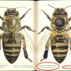 Imkermeister Peschetz, der Autor des Buches "Das große Carnicabuch - Der Weg zur besten Honigbiene"