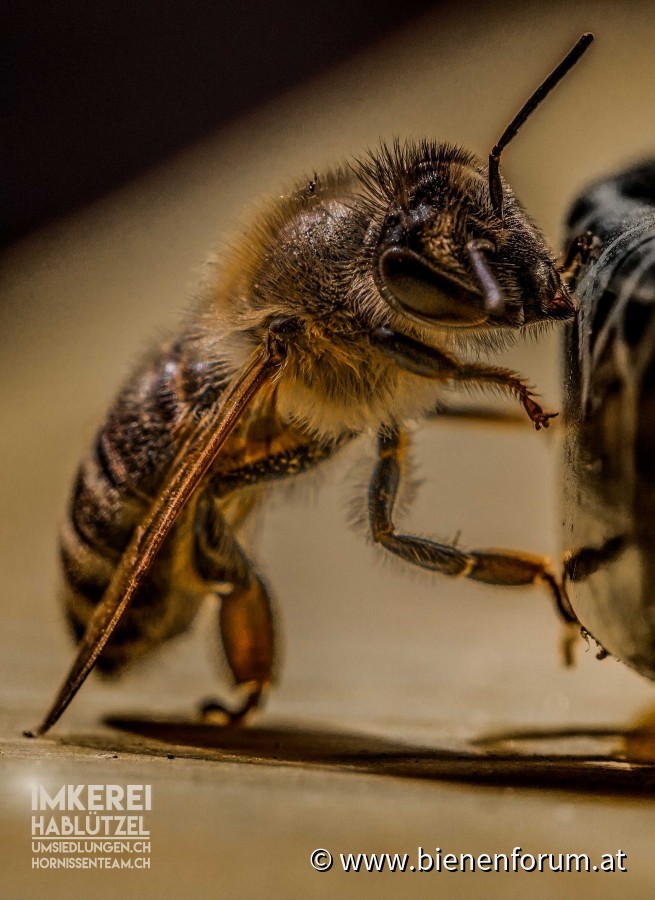 Bienen am knabbern