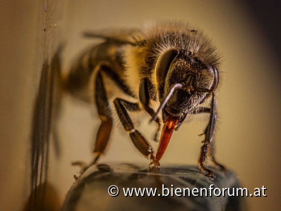 Honigbiene mit ausgestrecktem Rüssel