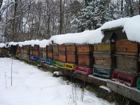 Bienenstand im Winter