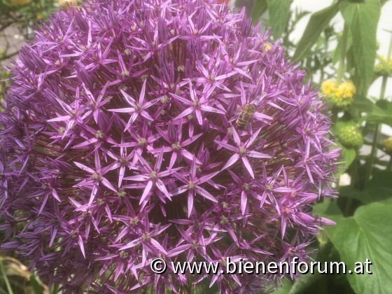 Allium Globemaster