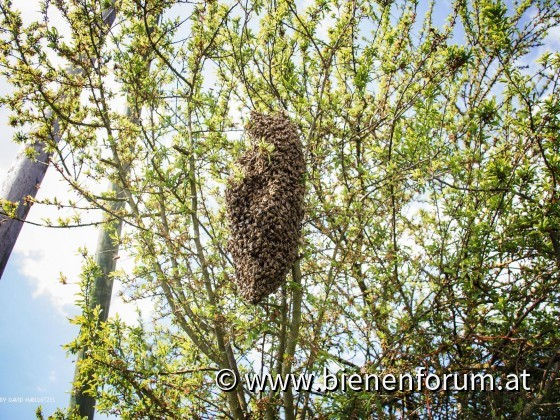 Bienenschwarm