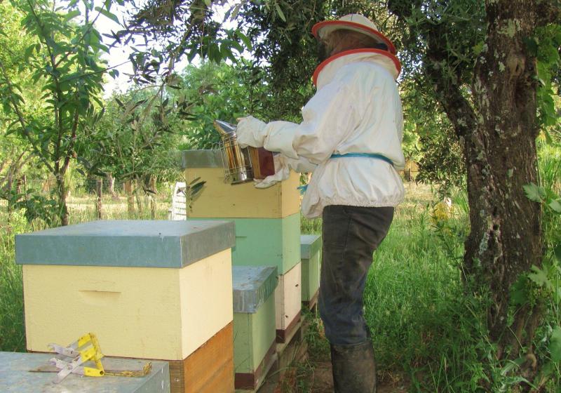 Bienenstand.18.Jun.11