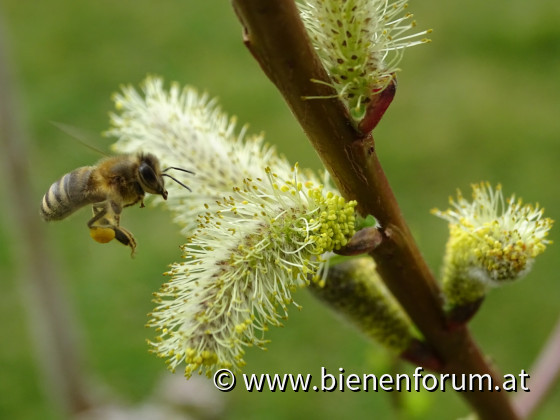 Flugbetrieb am Palmkätzchen