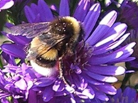 Hummel auf Aster