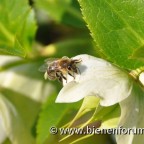 Biene sammelt Wasser auf Schneerose - Tautropfen