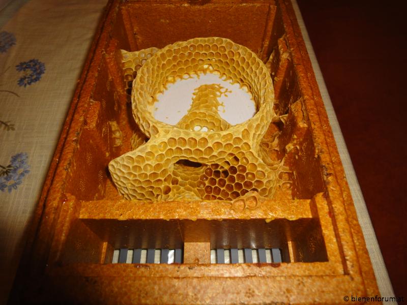 Bienen als Künstler