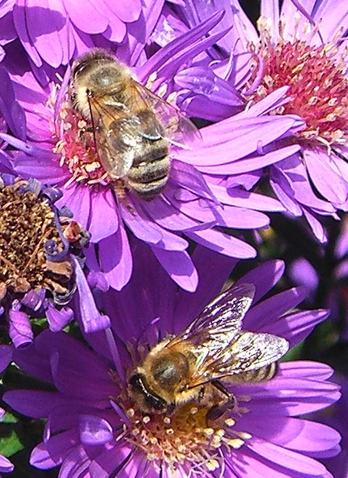 Bienen auf Aster